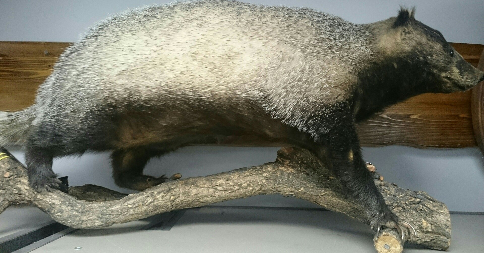 Чучело "Барсук"