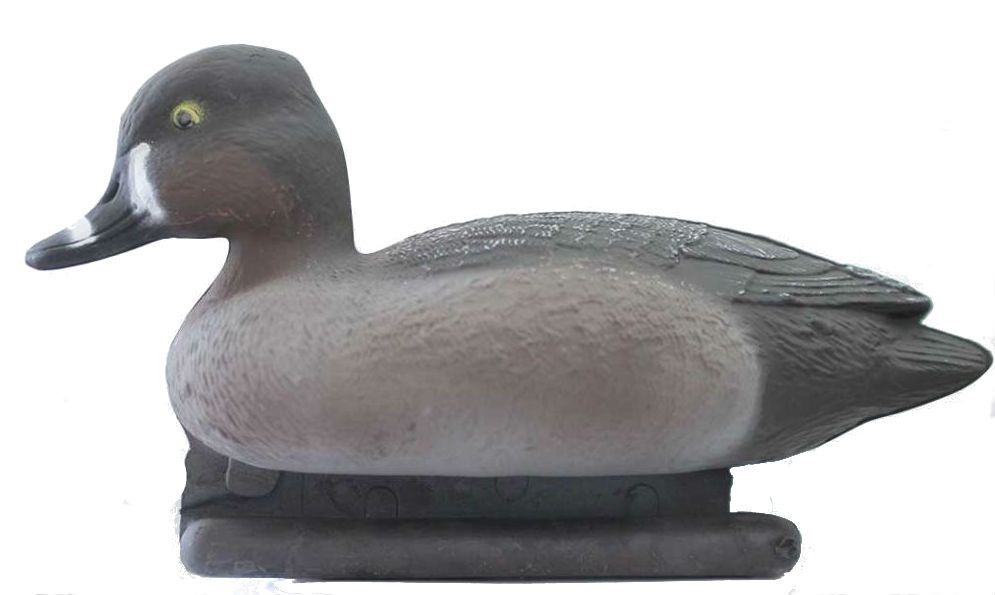 Чучело "Красноголовый нырок утка"